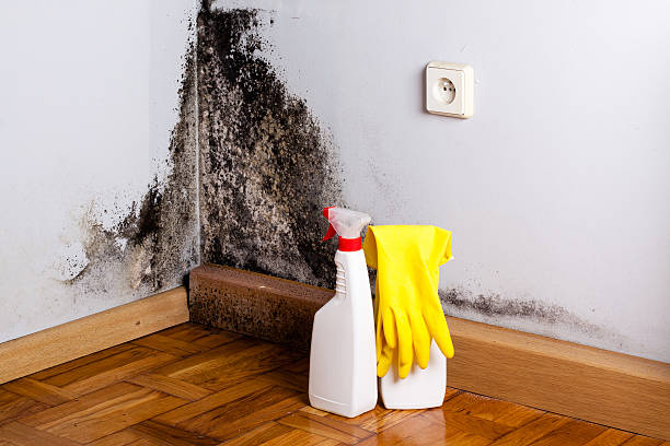 Best Insurance-Related Mold Remediation in Hudson, PA